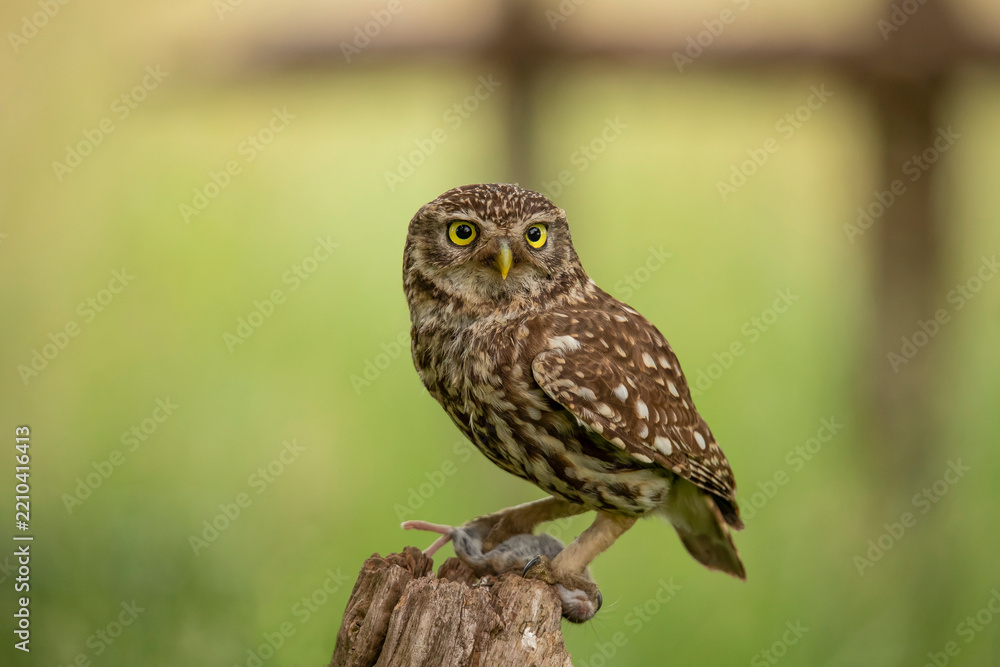 Fototapeta premium Little Owl, Athene noctua
