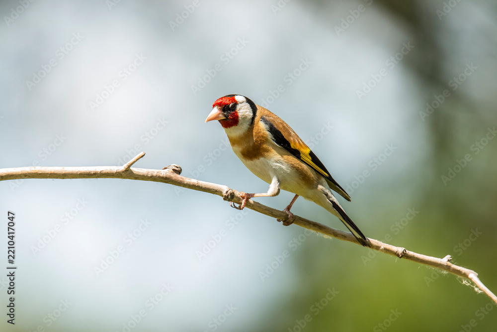 Fototapeta premium European Goldfinch, Goldfinch, Carduelis carduelis