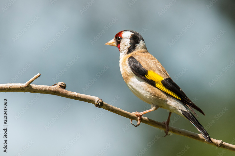 Obraz premium European Goldfinch, Goldfinch, Carduelis carduelis