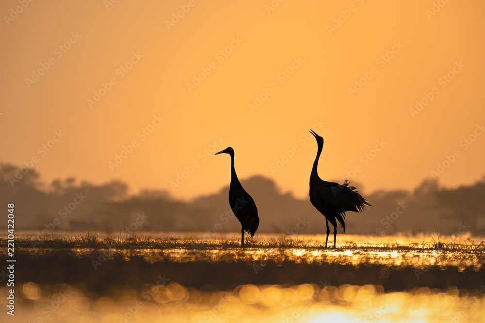 Fototapeta premium Silhouetted Sarus Cranes at sunrise in Keoladeo National Park, framed against a glowing golden sky and shimmering wetland reflections, capturing a serene moment of natural display.