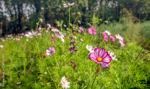 Flowering Cosmos plant on a Dutch field margin. Various flowering plants have been sown along the farmland to promote biodiversity.