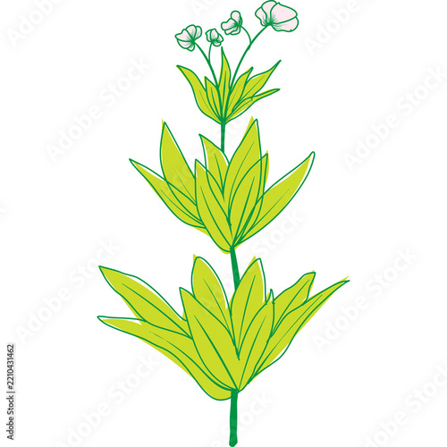 Green plant with pointed leaves and delicate pink flowers growing upward