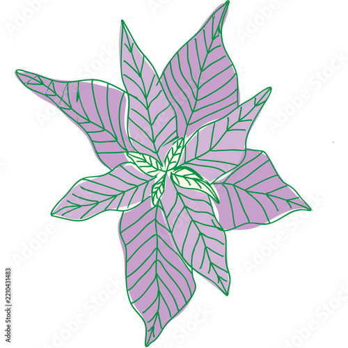 Purple hand drawn poinsettia flower illustration with green outline floral art