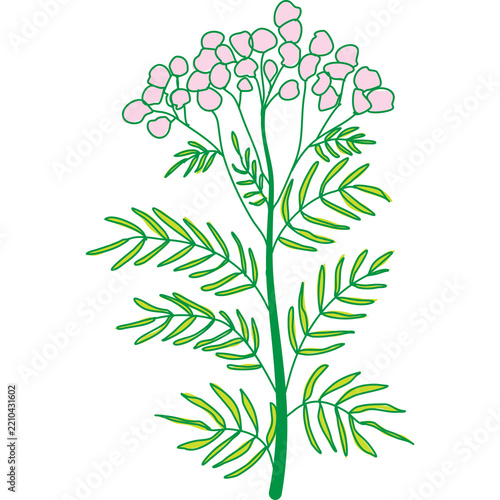 Pink yarrow flower blooming with green leaves in a simple illustration