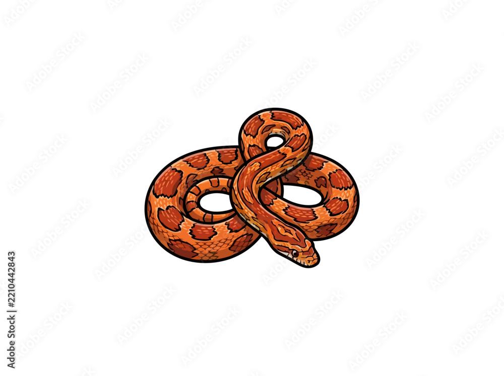 Obraz premium Orange Patterned Corn Snake Coiled With Head Extending Forward Detailed Bold Outline