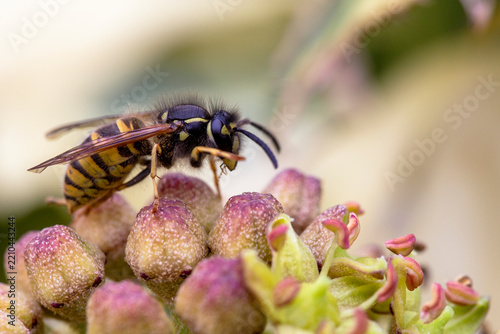 Common Wasp - Vespula Vulgaris