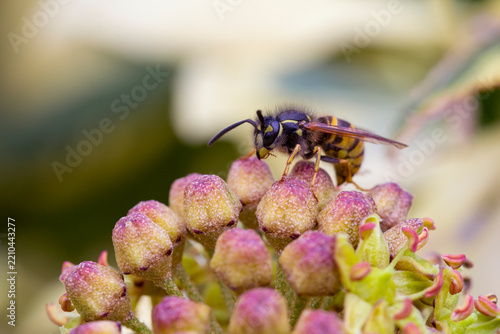 Common Wasp - Vespula Vulgaris