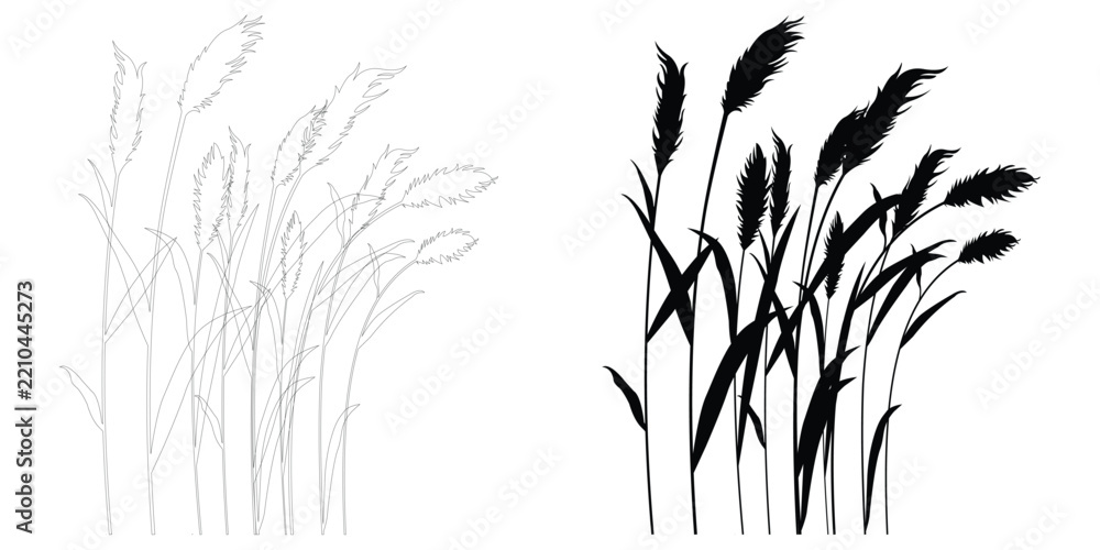 Obraz premium Set of black silhouettes and line art sketches of reeds and pampas grass