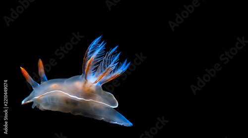 Vibrant sea slug with feathery cerata displays delicate blue and orange appendages against a stark black background in a captivating underwater macro shot.