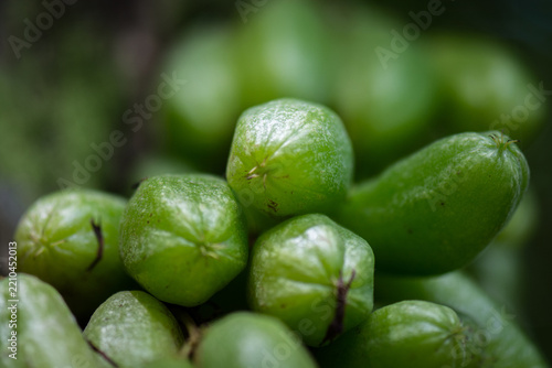 View of a cluster of green, elongated bilimbi fruits hanging from a tree, showing their smooth, waxy skin and distinct ridges in Costa Rica.