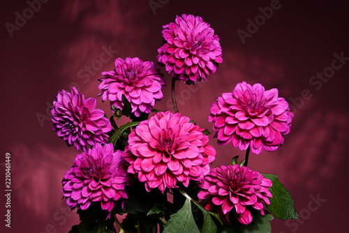 Bouquet of beautiful purple dahlia flowers