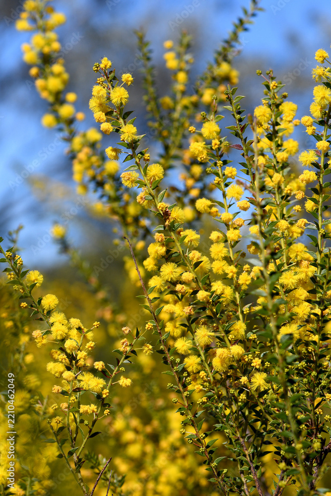 Obraz premium Yellow flowers and small pointed leaves of the Australian native Fan Wattle, Acacia amblygpna, family Fabaceae. Endemic to heath, woodland and dry sclerophyll forest of eastern Australia