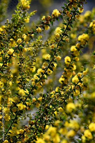 Backlit yellow flowers and small pointed leaves of the Australian native Fan Wattle, Acacia amblygpna, family Fabaceae. Endemic to heath, woodland and dry sclerophyll forest of eastern Australia. 