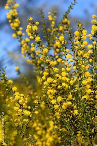 Yellow flowers and small pointed leaves of the Australian native Fan Wattle, Acacia amblygpna, family Fabaceae. Endemic to heath, woodland and dry sclerophyll forest of eastern Australia
