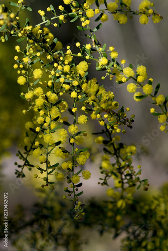 Delicate yellow flowers of the Australian native Gold Dust Wattle, Acacia acinacea, family Fabaceae. Fast growing large shrub endemic to dry sclerophyll woodlands, shrublands of southeastern Australia