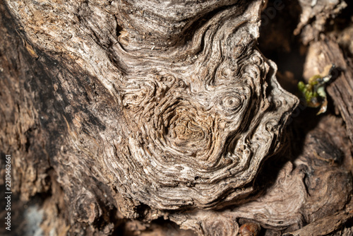 Obraz na plátně Mythical Creature Hidden in Weathered Wood, Natural Pareidolia