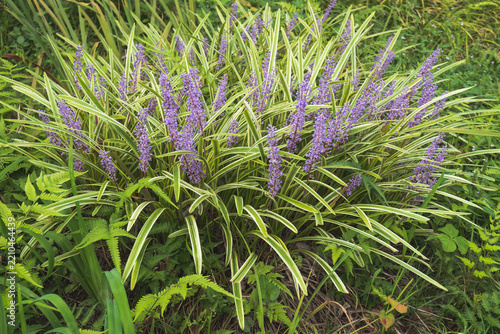 秋の庭を彩るフイリヤブラン（学名: Liriope muscari 'Variegata'）の紫色の花