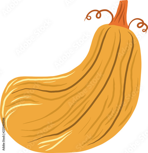 Curved Golden Autumn Gourd Illustration