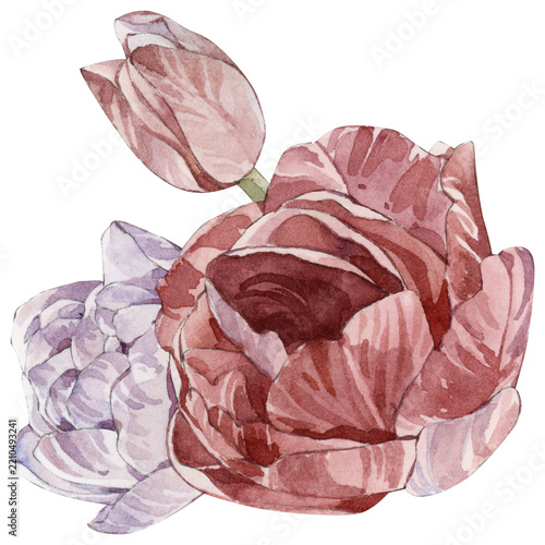 Watercolor Tulip and Peony Floral Illustration