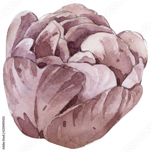 Watercolor Retro Tulip Illustration Isolation