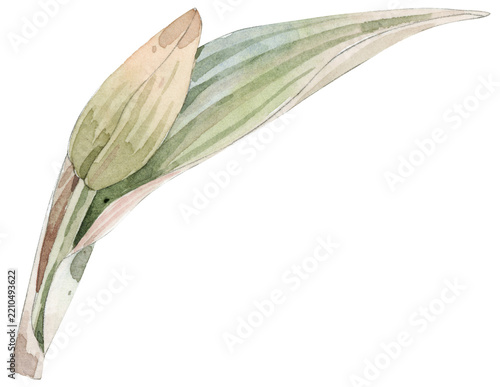 Watercolor Flower Bud with Leaf Isolated