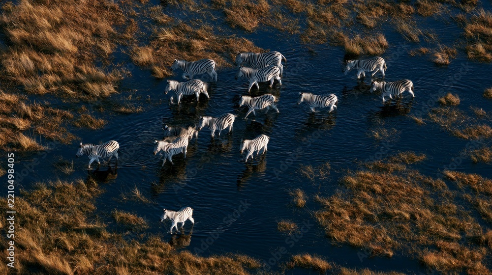 Naklejka premium Aerial view of a herd of zebras crossing the wetlands of the Okavango Delta in Botswana at sunset