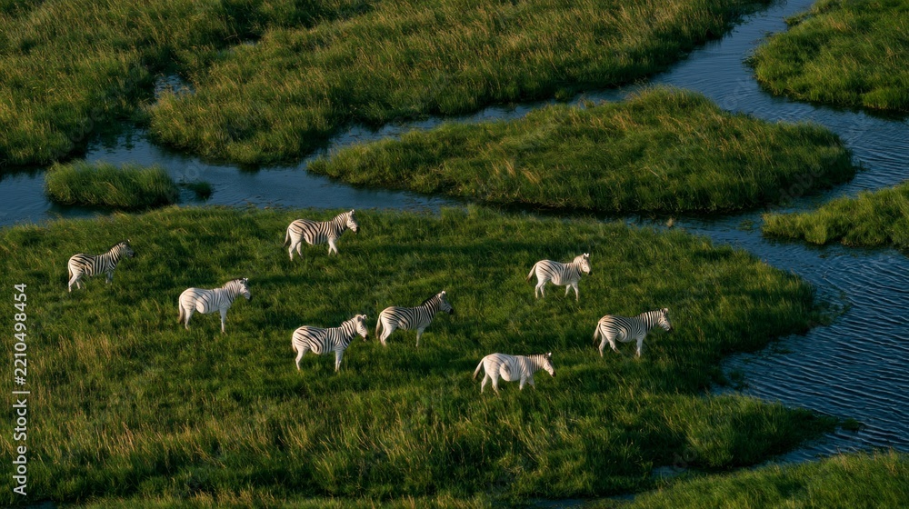 Obraz premium Aerial View of a Herd of Zebras Grazing in the Lush Green Wetlands of Okavango Delta, Botswana