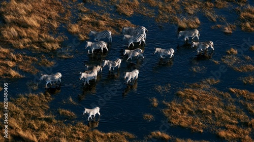 Aerial view of a herd of zebras crossing the wetlands of the Okavango Delta in Botswana at sunset