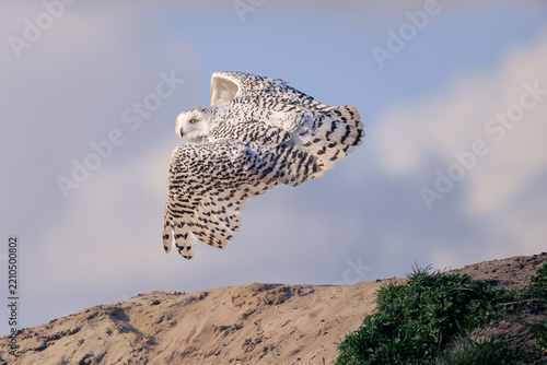 Snowy owl flying through the air