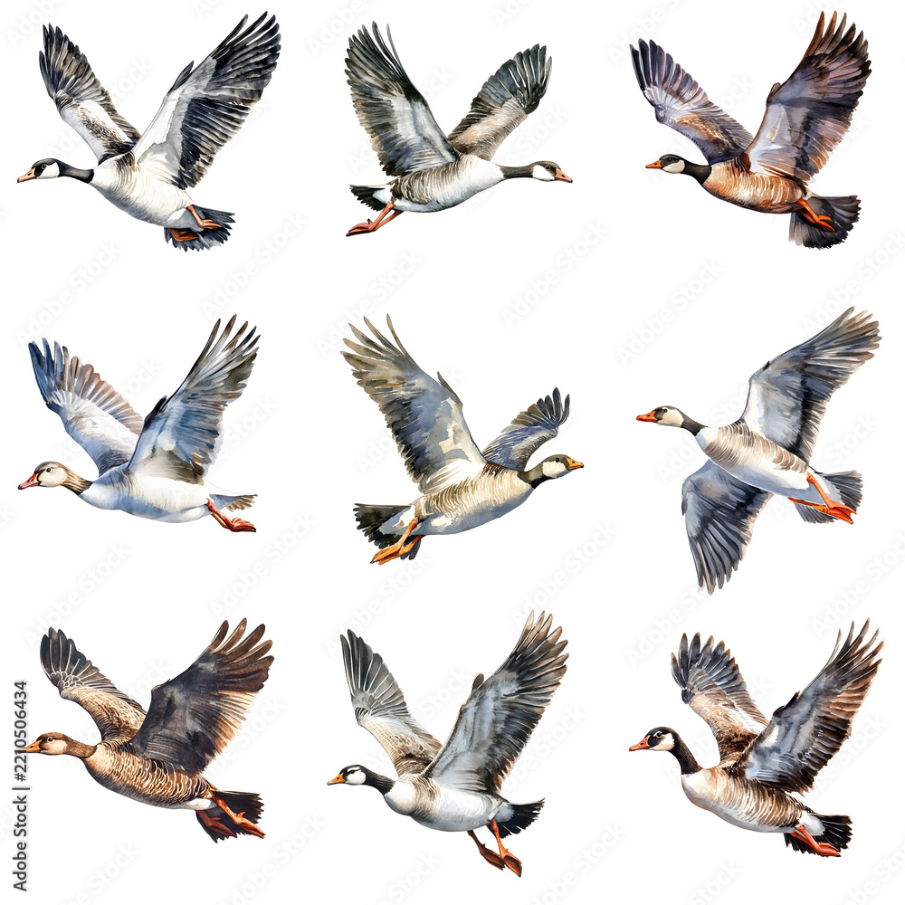 Obraz premium Watercolor set of flying geese isolated on a solid black background, perfect for nature illustrations