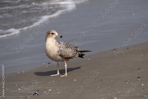 Immature gull standing on a sandy beach near the ocean water