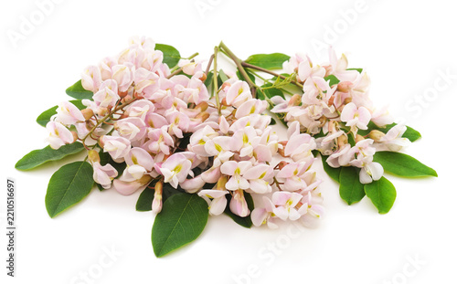 Pink acacia flowers with green leaves.