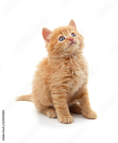 Little ginger kitten looking up.