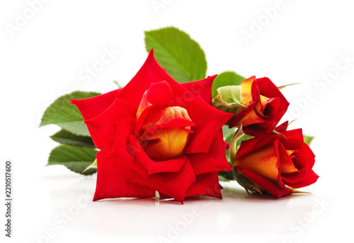 Beautiful red and yellow roses with green leaves.