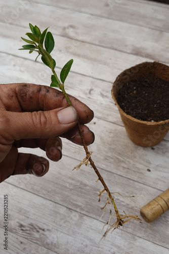 Gardener's hand holding a boxwood cutting with established roots, preparing for propagation and new plant growth