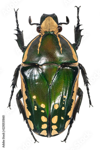 Colorful patterned tropical beetle specimen isolated on transparent background
