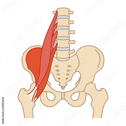 Iliopsoas muscle anatomy with psoas major and iliacus on human pelvis and spine