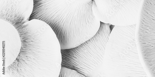 A textured background close‑up of milk caps mushrooms, macro photography with selective focus, black and white photo