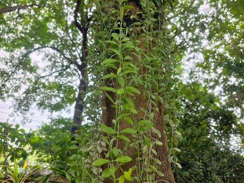 Dischidia are epiphytic plants native to the tropical regions of China and India.
