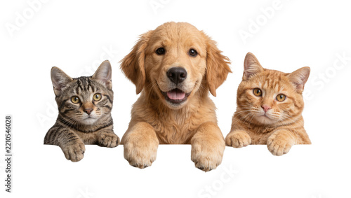 Golden retriever puppy and two cats peeking over a surface, isolated on transparent background