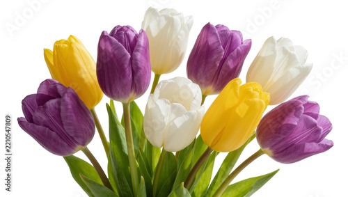 Bouquet of purple yellow and white tulips with green leaves, isolated on transparent background