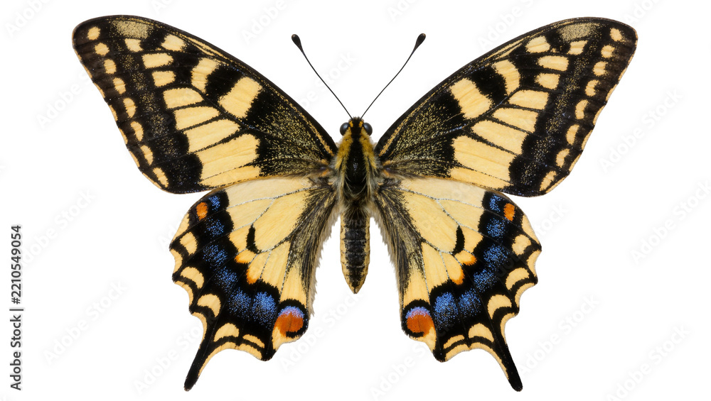 Obraz premium Yellow and black swallowtail butterfly with blue and orange markings, isolated on transparent background