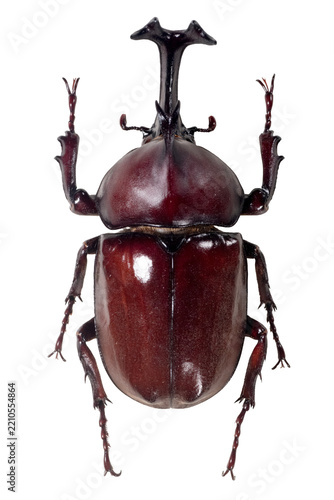 Japanese rhinoceros beetle specimen isolated on transparent background