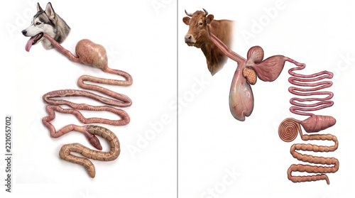 Comparative Anatomy of Dog and Cow Digestive Systems