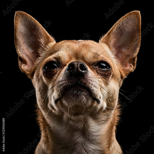 portrait of a chihuahua