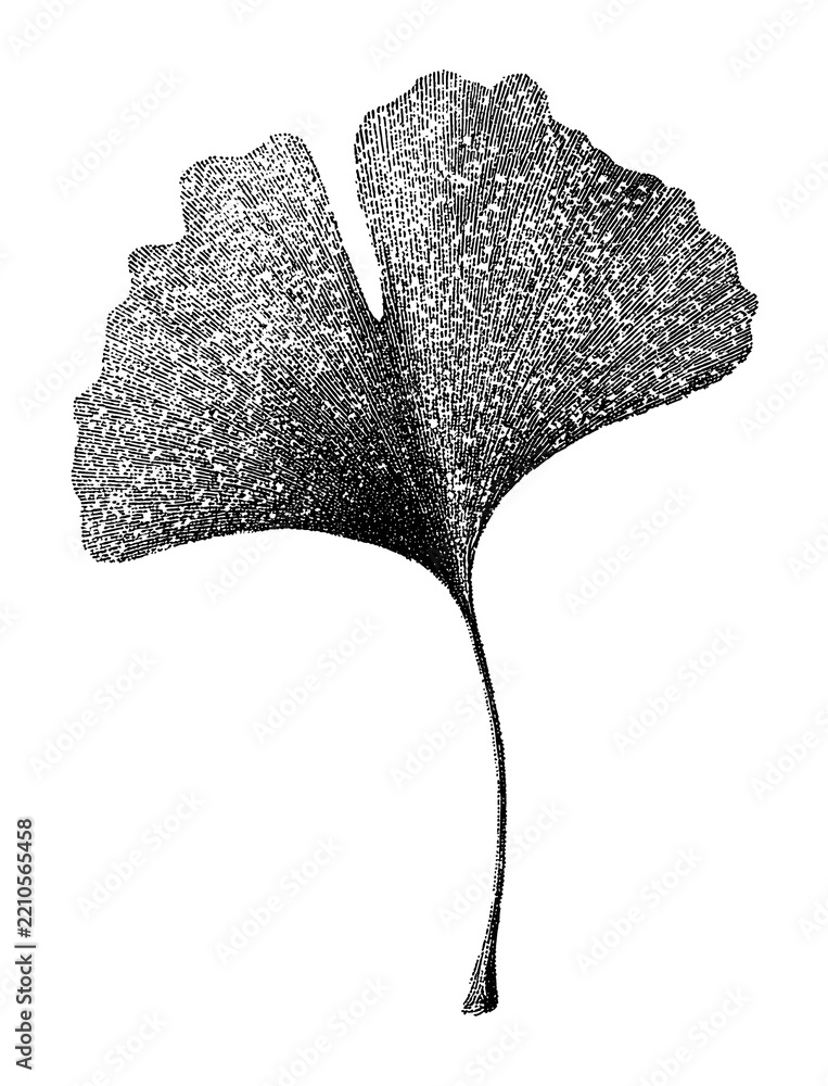 Obraz premium PNG Intricate black and white ginkgo leaf illustration