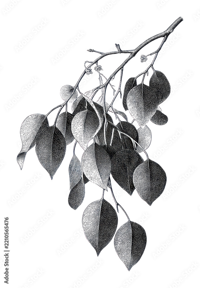 Obraz premium PNG Vintage botanical illustration of leafy branch