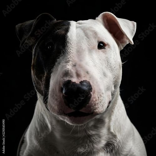 portrait of a white dog