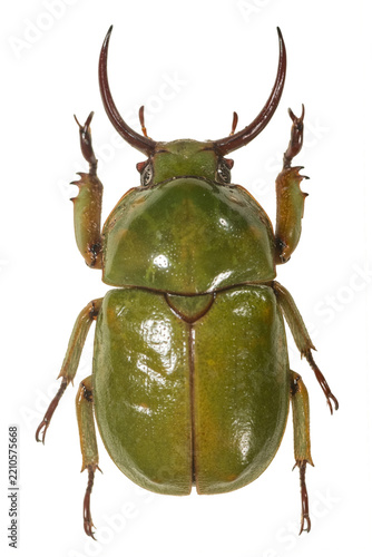 Green horned scarab beetle specimen isolated on transparent background