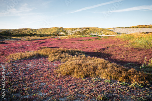 PLANT - SAMPHIRE
A carpet of glasswort, an edible wild plant that grows in coastal dunes and takes on these mauve, red, and purplish hues in August.
